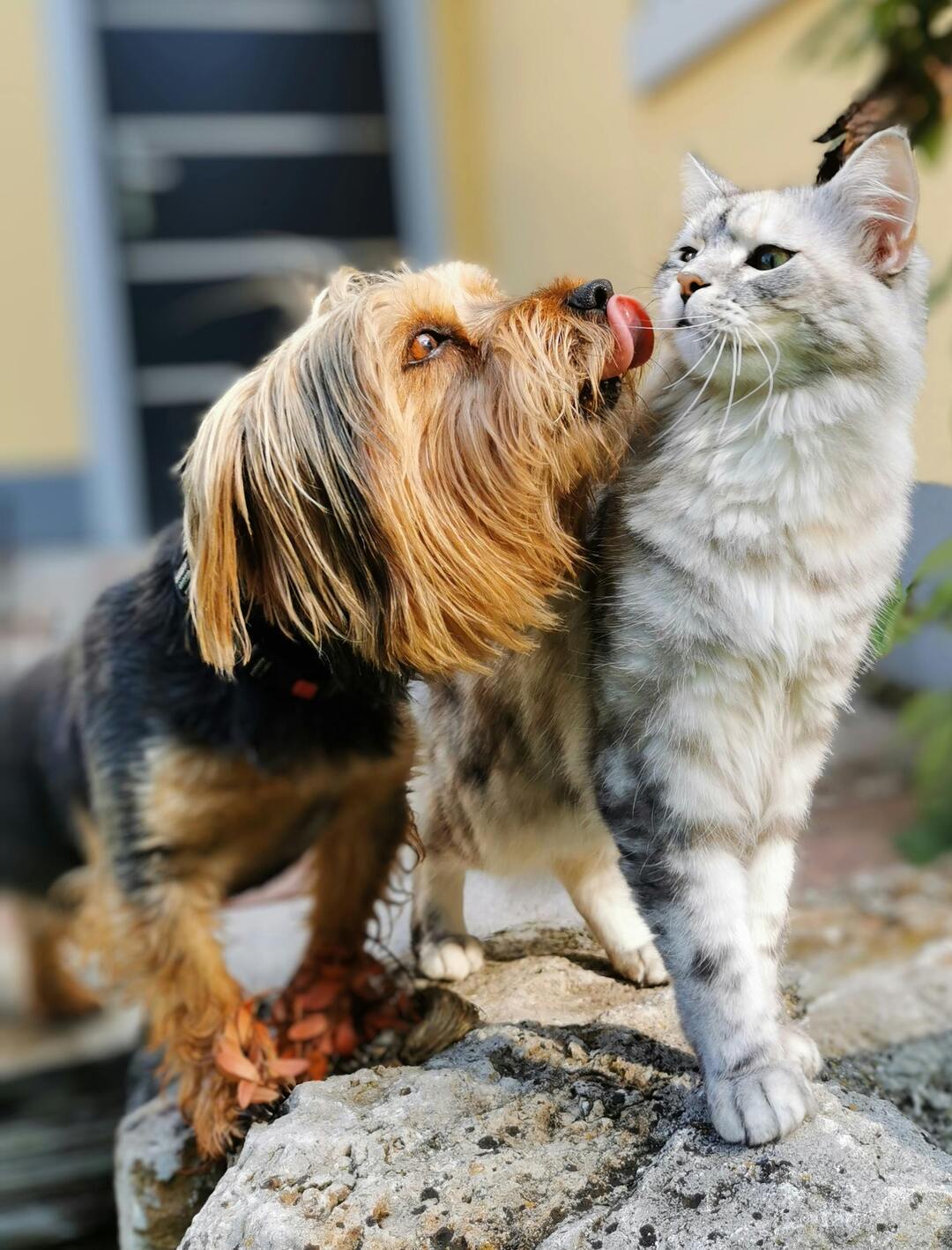 Veterinary care